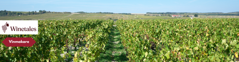 Chablis – guiden till mineraldrivet vitt vin från Bourgogne (och hur du väljer rätt vin)