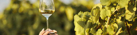 Skillnad på Pinot Grigio och Pinot Gris – Samma druva, två världar